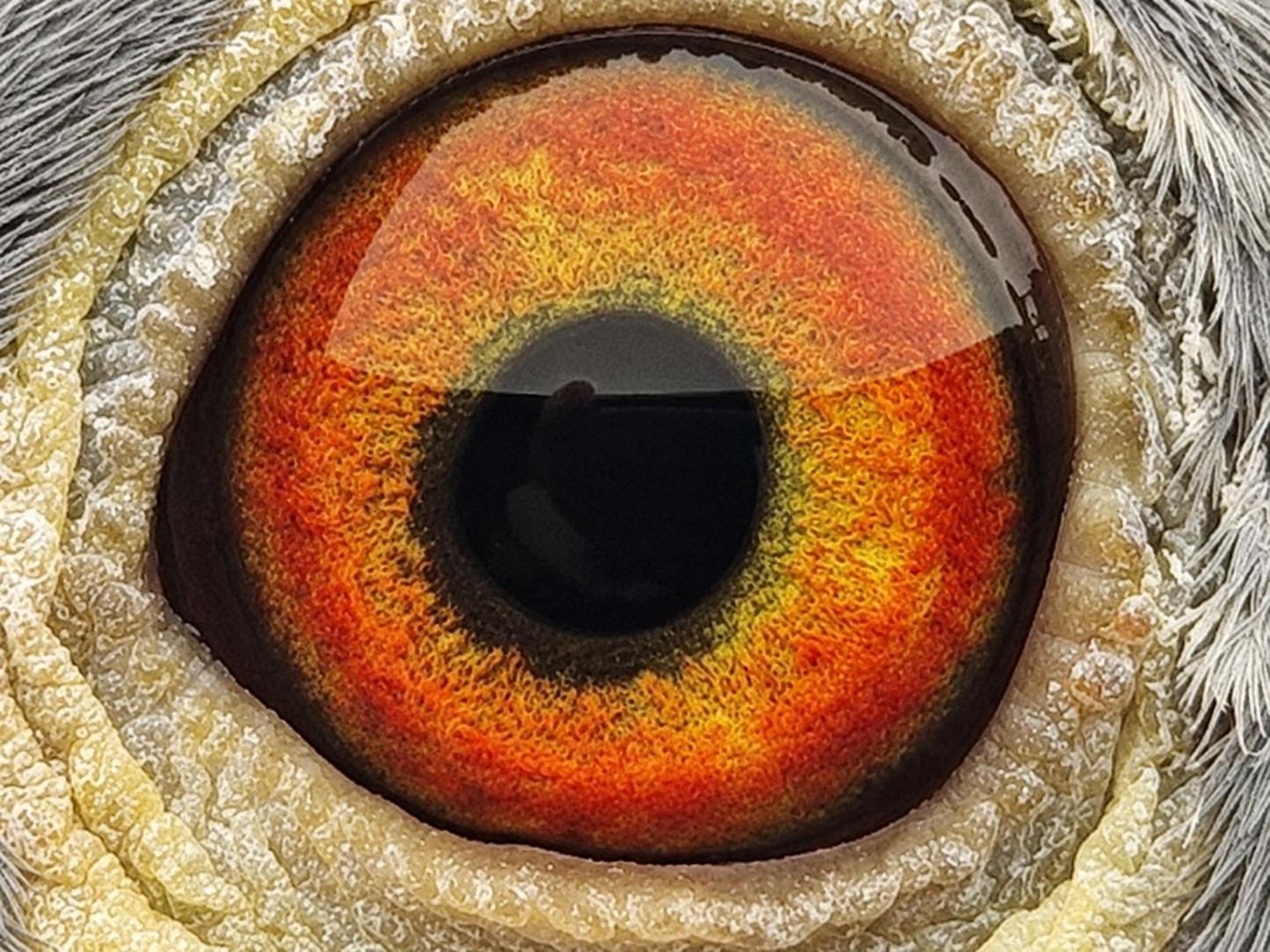 Pigeon eye